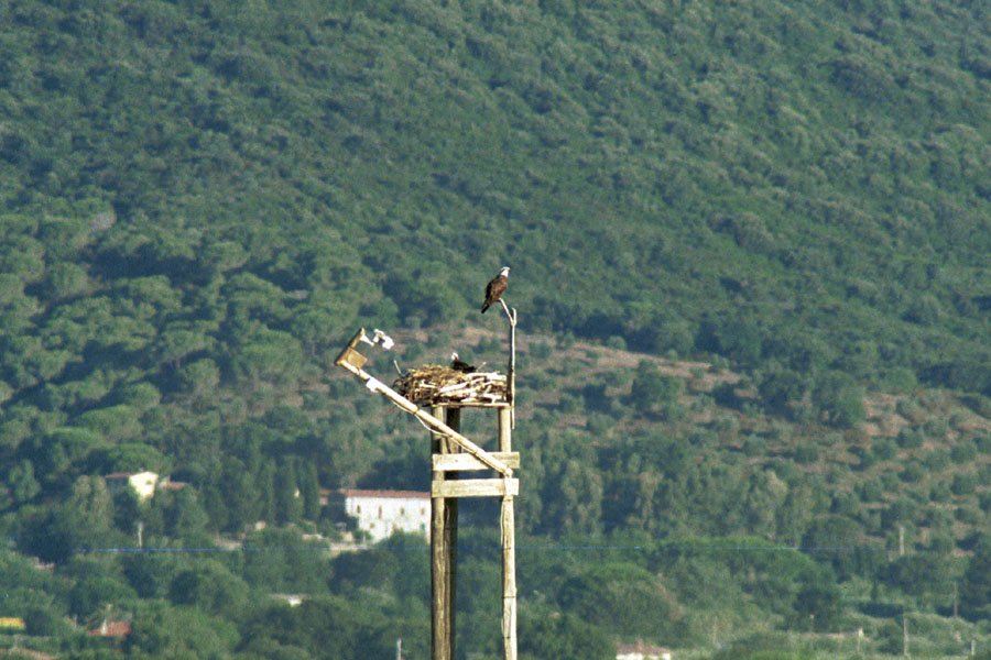 Falco pescatore